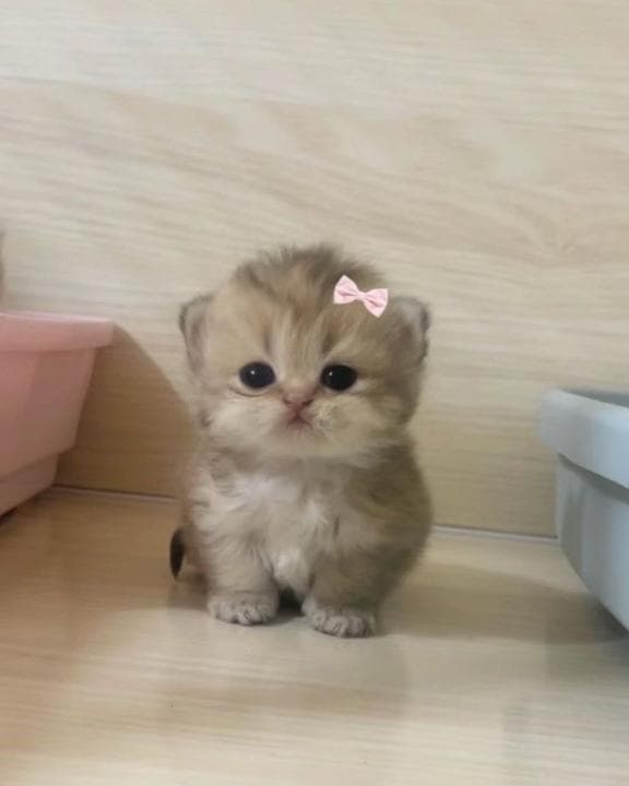 また熱出た
